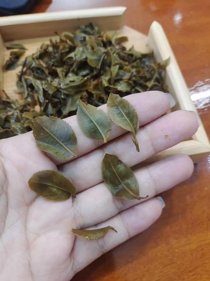 倚邦頭春茶，小葉種的春天