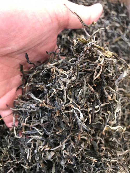 倚邦 | 兩朝貢茶，六山香魁