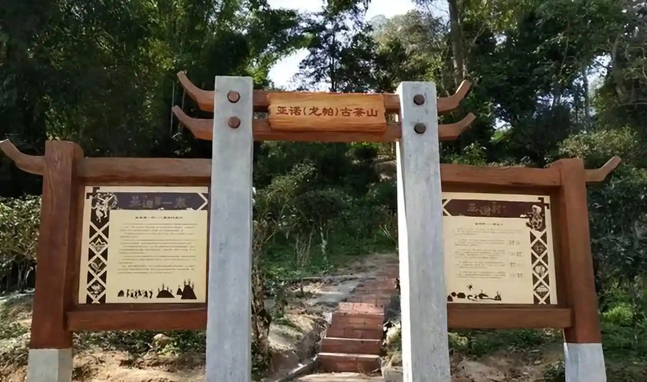 基諾族（攸樂）與普洱茶