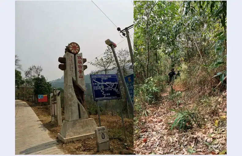 攸樂山古樹茶的特點
